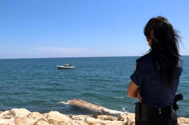 Mersin'de sahil güvenlik ekipleri kıyıya vurmuş şekilde buldu! Dünyanın iki numarası Mersin'de sahil güvenlik ekipleri kıyıya vurmuş şekilde buldu! Dünyanın iki numarası