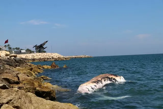 Akdeniz'in kralı Mersin'de kıyıya vurmuş halde bulundu Akdeniz'in kralı Mersin'de kıyıya vurmuş halde bulundu