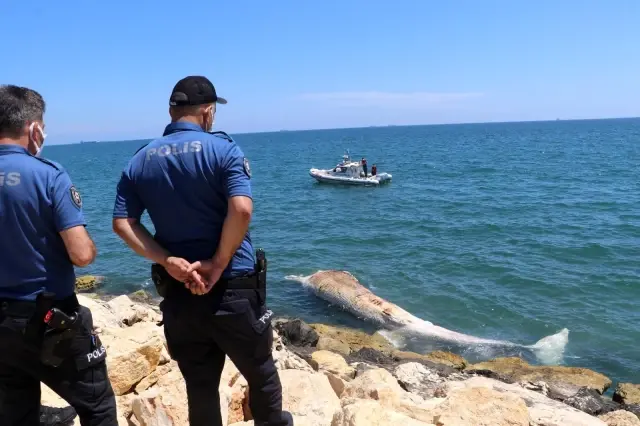 Mersin'de sahil güvenlik ekipleri kıyıya vurmuş şekilde buldu! Dünyanın iki numarası Mersin'de sahil güvenlik ekipleri kıyıya vurmuş şekilde buldu! Dünyanın iki numarası