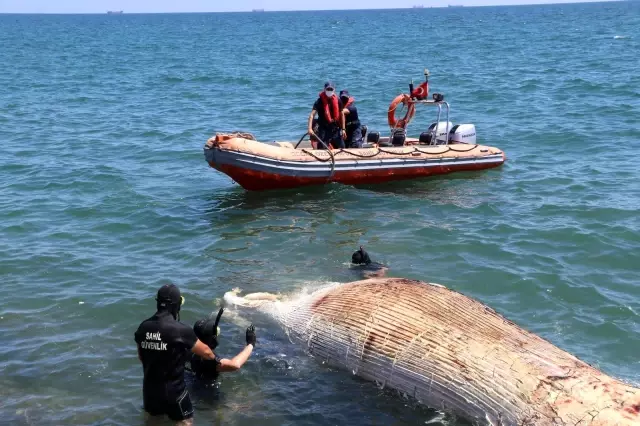 Akdeniz'in kralı Mersin'de kıyıya vurmuş halde bulundu Akdeniz'in kralı Mersin'de kıyıya vurmuş halde bulundu