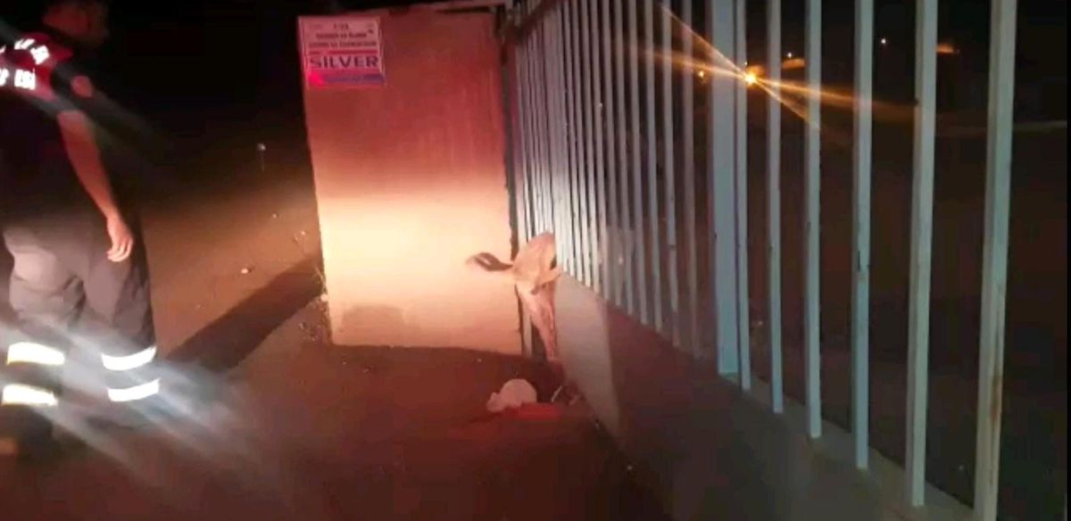Demir parmaklıklara sıkışan köpeği itfaiye ekipleri kurtardı