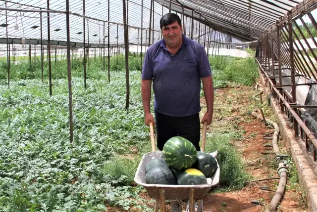 Kardeşini kanserden kaybeden çiftçi, doğal yollardan kekik aromalı karpuz üretti Kardeşini kanserden kaybeden çiftçi, doğal yollardan kekik aromalı karpuz üretti