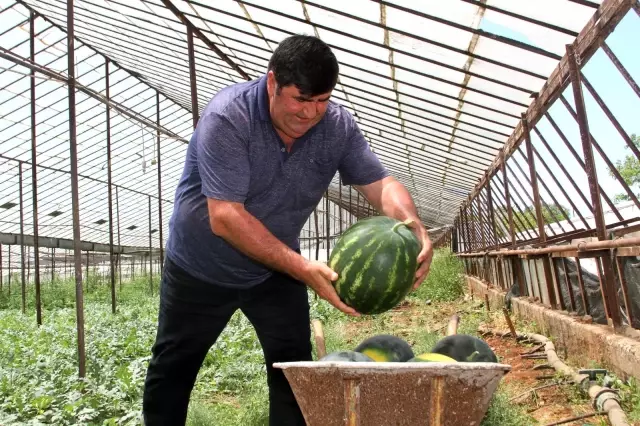 Kardeşini kanserden kaybeden çiftçi, doğal yollardan kekik aromalı karpuz üretti Kardeşini kanserden kaybeden çiftçi, doğal yollardan kekik aromalı karpuz üretti
