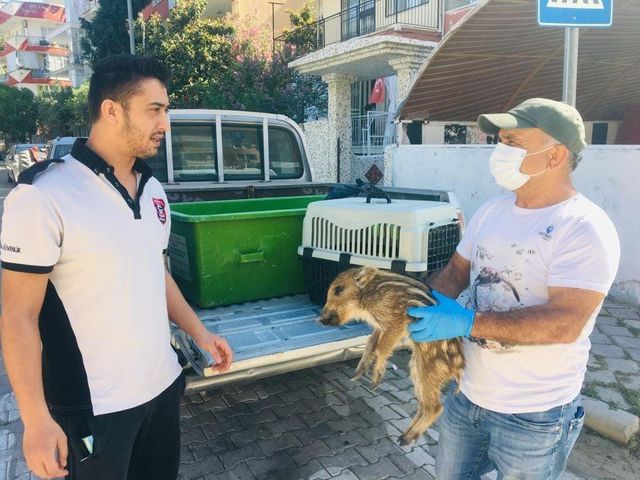 Kuşadası'nda annelerini kaybeden yavru domuzlar doğal yaşamlarına bırakıldı Kuşadası'nda annelerini kaybeden yavru domuzlar doğal yaşamlarına bırakıldı