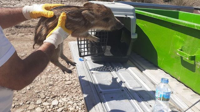 Kuşadası'nda annelerini kaybeden yavru domuzlar doğal yaşamlarına bırakıldı Kuşadası'nda annelerini kaybeden yavru domuzlar doğal yaşamlarına bırakıldı