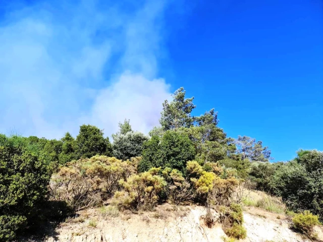 Kuyucak'taki yangında 4 hektar ormanlık alan zarar gördü