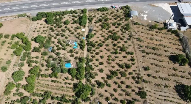 Mevsimlik işçilerin bayramda 'Turfanda Kirazı' hasadı Mevsimlik işçilerin bayramda 'Turfanda Kirazı' hasadı