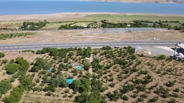 Mevsimlik işçilerin bayramda 'Turfanda Kirazı' hasadı Mevsimlik işçilerin bayramda 'Turfanda Kirazı' hasadı