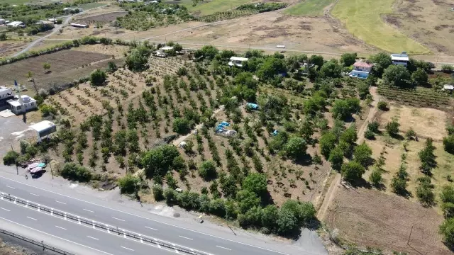 Mevsimlik işçilerin bayramda 'Turfanda Kirazı' hasadı Mevsimlik işçilerin bayramda 'Turfanda Kirazı' hasadı