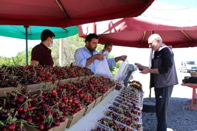 Mevsimlik işçilerin bayramda 'Turfanda Kirazı' hasadı Mevsimlik işçilerin bayramda 'Turfanda Kirazı' hasadı