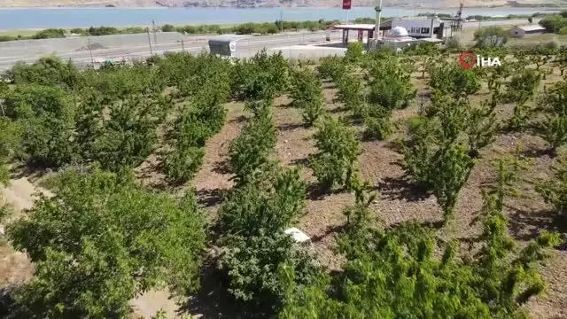 Mevsimlik işçilerin bayramda 'Turfanda Kirazı' hasadı Mevsimlik işçilerin bayramda 'Turfanda Kirazı' hasadı