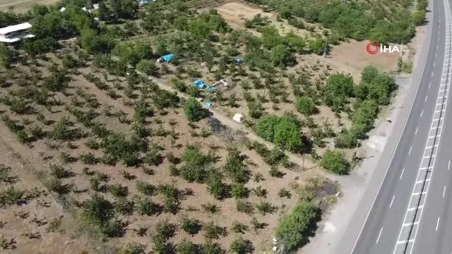 Mevsimlik işçilerin bayramda 'Turfanda Kirazı' hasadı Mevsimlik işçilerin bayramda 'Turfanda Kirazı' hasadı