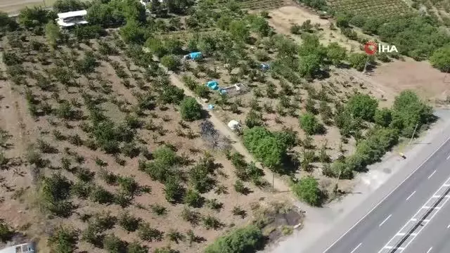 Mevsimlik işçilerin bayramda 'Turfanda Kirazı' hasadı Mevsimlik işçilerin bayramda 'Turfanda Kirazı' hasadı