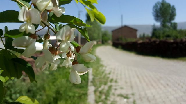 (Özel haber) Köy sokaklarında 'bayram' sessizliği (Özel haber) Köy sokaklarında 'bayram' sessizliği