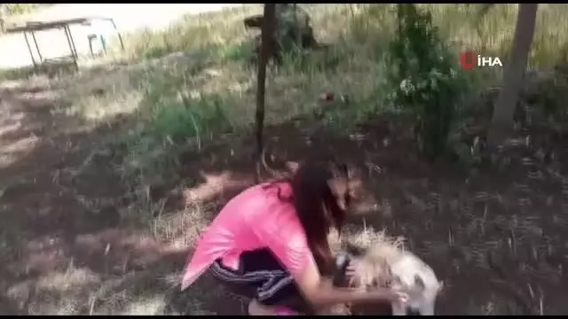 Pamuk adlı köpek emzirdiği yavru kediye annelik yapıyor Pamuk adlı köpek emzirdiği yavru kediye annelik yapıyor