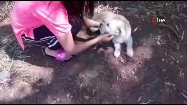 Pamuk adlı köpek emzirdiği yavru kediye annelik yapıyor Pamuk adlı köpek emzirdiği yavru kediye annelik yapıyor