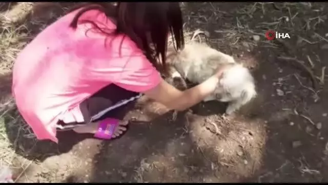 Pamuk adlı köpek emzirdiği yavru kediye annelik yapıyor Pamuk adlı köpek emzirdiği yavru kediye annelik yapıyor
