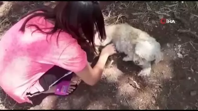 Pamuk adlı köpek emzirdiği yavru kediye annelik yapıyor Pamuk adlı köpek emzirdiği yavru kediye annelik yapıyor