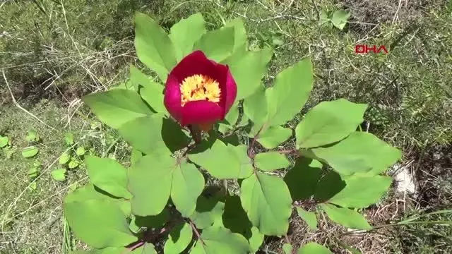 ŞAKAYIK KOPARAN YANDI ŞAKAYIK KOPARAN YANDI
