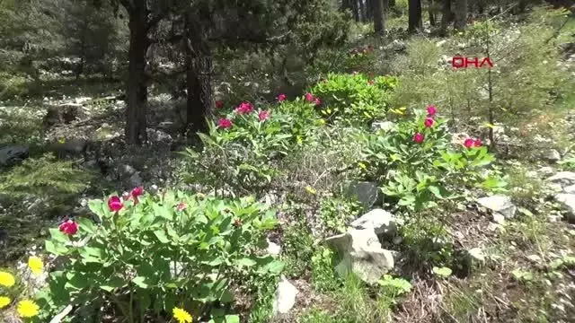 ŞAKAYIK KOPARAN YANDI ŞAKAYIK KOPARAN YANDI