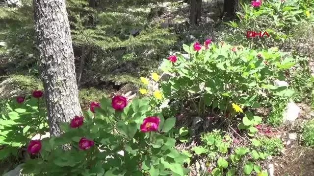 ŞAKAYIK KOPARAN YANDI ŞAKAYIK KOPARAN YANDI
