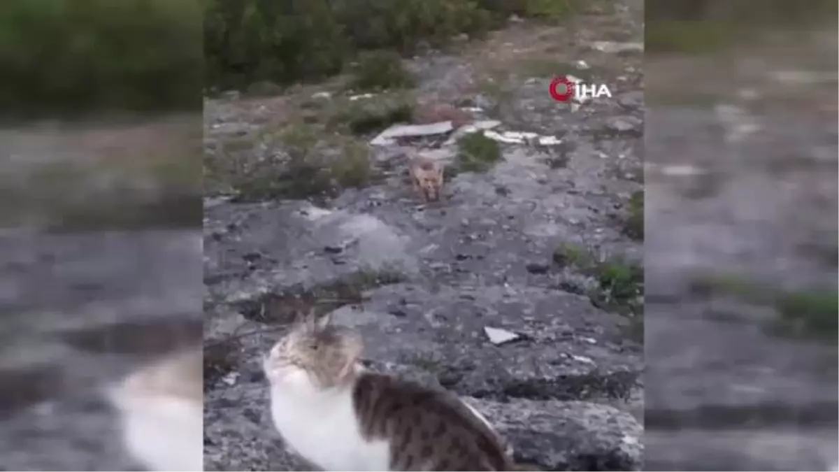 Tilki, kedilerin yemeğine ortak oldu