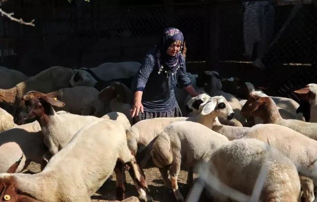 Son dakika haberleri! Bakanın hediye ettiği 40 koyun 80'e çıktı Son dakika haberleri! Bakanın hediye ettiği 40 koyun 80'e çıktı