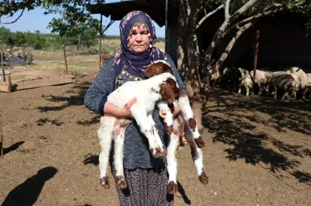 Son dakika haberleri! Bakanın hediye ettiği 40 koyun 80'e çıktı Son dakika haberleri! Bakanın hediye ettiği 40 koyun 80'e çıktı