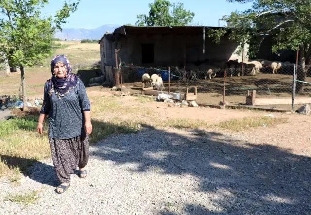 Son dakika haberleri! Bakanın hediye ettiği 40 koyun 80'e çıktı Son dakika haberleri! Bakanın hediye ettiği 40 koyun 80'e çıktı