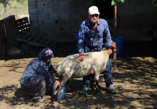Son dakika haberleri! Bakanın hediye ettiği 40 koyun 80'e çıktı Son dakika haberleri! Bakanın hediye ettiği 40 koyun 80'e çıktı
