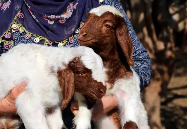 Son dakika haberleri! Bakanın hediye ettiği 40 koyun 80'e çıktı Son dakika haberleri! Bakanın hediye ettiği 40 koyun 80'e çıktı