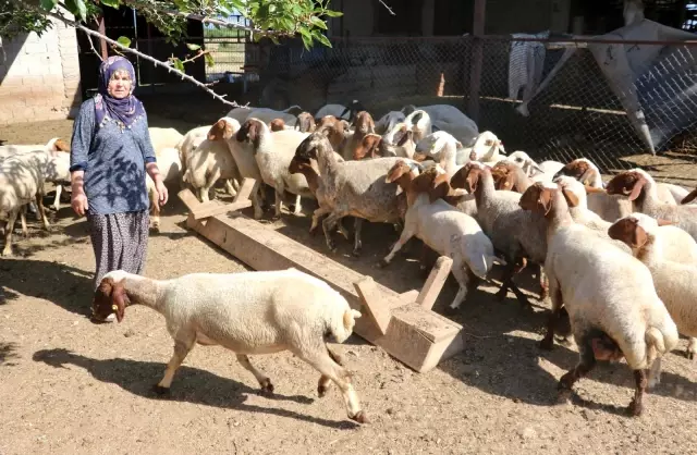 Son dakika haberleri! Bakanın hediye ettiği 40 koyun 80'e çıktı Son dakika haberleri! Bakanın hediye ettiği 40 koyun 80'e çıktı