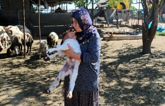 Son dakika haberleri! Bakanın hediye ettiği 40 koyun 80'e çıktı Son dakika haberleri! Bakanın hediye ettiği 40 koyun 80'e çıktı