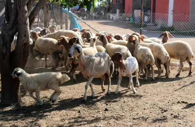 Son dakika haberleri! Bakanın hediye ettiği 40 koyun 80'e çıktı Son dakika haberleri! Bakanın hediye ettiği 40 koyun 80'e çıktı