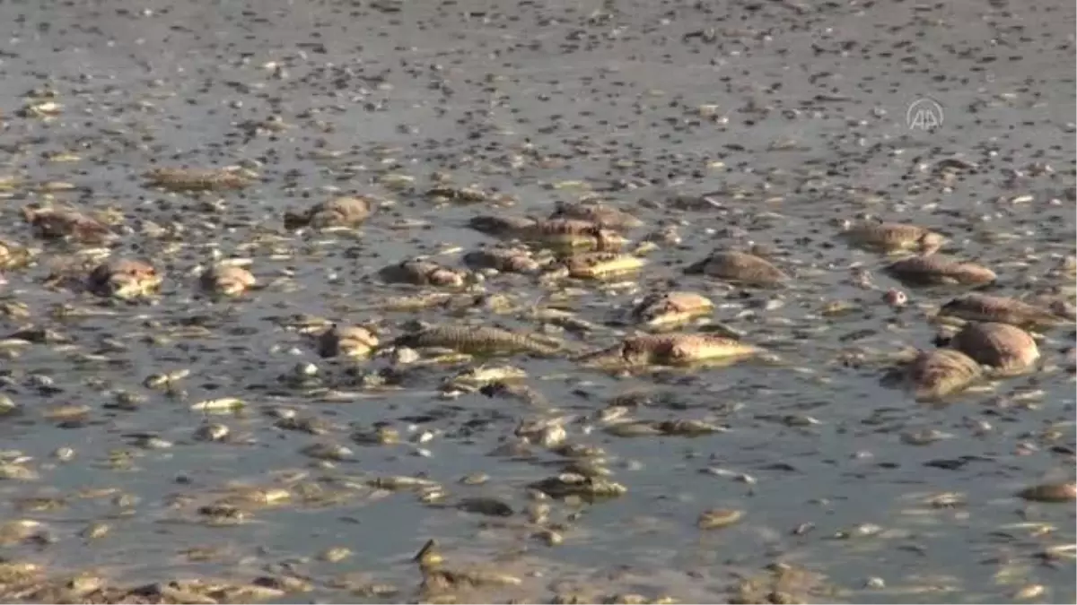 Toplu balık ölümleri görüldü