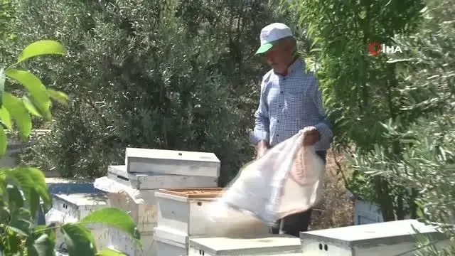 - Antalyalı arıcının sıra dışı dostluğu.. Arı dolu çıtayı öpüp, arıları eliyle tutuyor - Antalyalı arıcının sıra dışı dostluğu.. Arı dolu çıtayı öpüp, arıları eliyle tutuyor