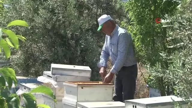 - Antalyalı arıcının sıra dışı dostluğu.. Arı dolu çıtayı öpüp, arıları eliyle tutuyor - Antalyalı arıcının sıra dışı dostluğu.. Arı dolu çıtayı öpüp, arıları eliyle tutuyor