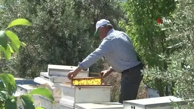 - Antalyalı arıcının sıra dışı dostluğu.. Arı dolu çıtayı öpüp, arıları eliyle tutuyor - Antalyalı arıcının sıra dışı dostluğu.. Arı dolu çıtayı öpüp, arıları eliyle tutuyor