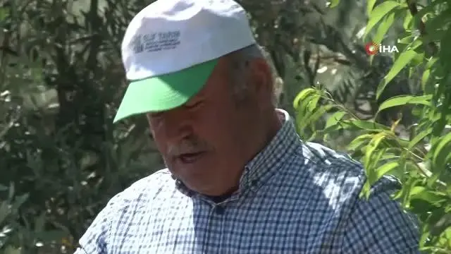 - Antalyalı arıcının sıra dışı dostluğu.. Arı dolu çıtayı öpüp, arıları eliyle tutuyor - Antalyalı arıcının sıra dışı dostluğu.. Arı dolu çıtayı öpüp, arıları eliyle tutuyor