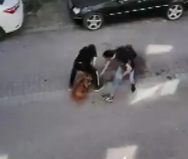 Avcılar'da pitbull'un kediyi öldürdüğü dehşet anları kamerada Avcılar'da pitbull'un kediyi öldürdüğü dehşet anları kamerada