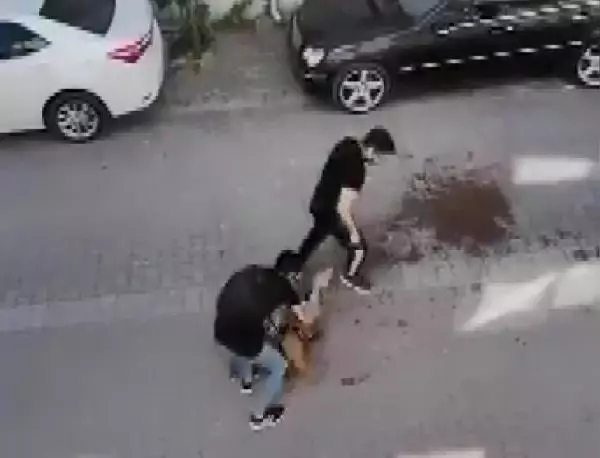 Avcılar'da pitbull'un kediyi öldürdüğü dehşet anları kamerada Avcılar'da pitbull'un kediyi öldürdüğü dehşet anları kamerada