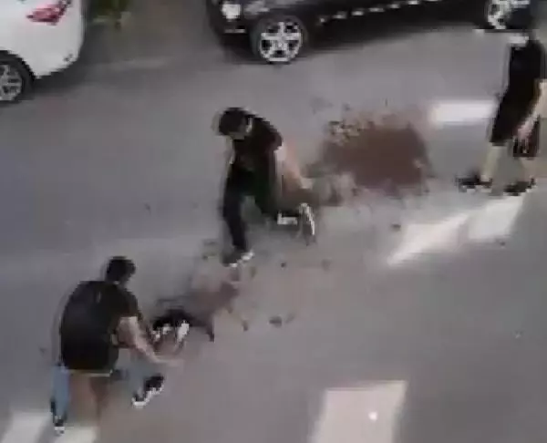 Avcılar'da pitbull'un kediyi öldürdüğü dehşet anları kamerada Avcılar'da pitbull'un kediyi öldürdüğü dehşet anları kamerada