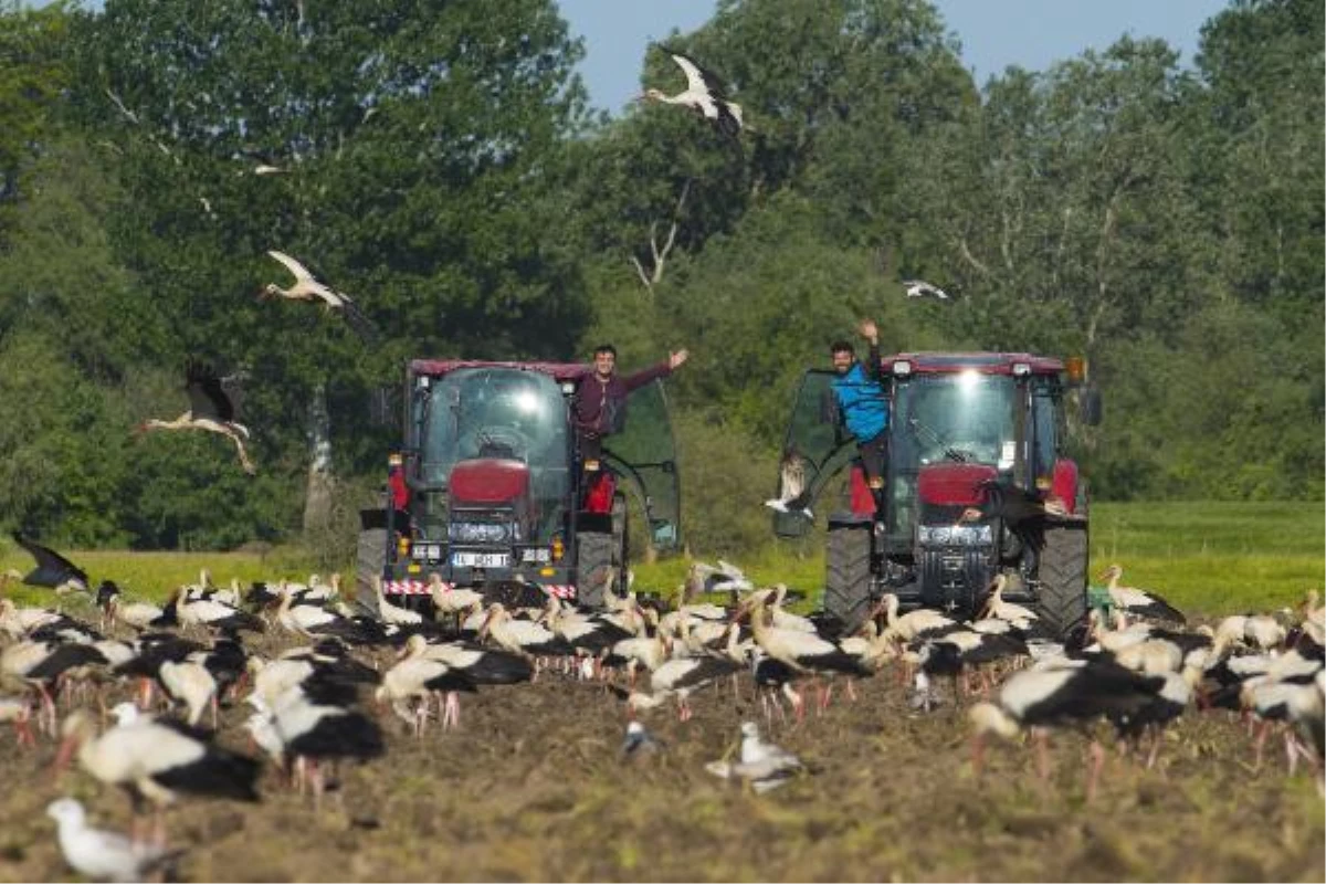 'Avrupa Leylek Köyü'ndeki çiftçiler göç nedeniyle tarla sürme işlemini yavaşlattı