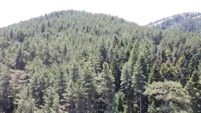 Son dakika haber! Bakanlıktan destek onayı çıkan Erikli Tabiat Parkı yayla tatilcilerinin ilk tercihi olacak
