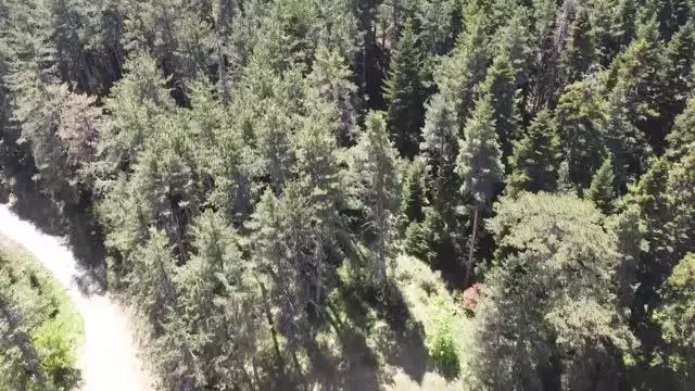 Son dakika haber! Bakanlıktan destek onayı çıkan Erikli Tabiat Parkı yayla tatilcilerinin ilk tercihi olacak