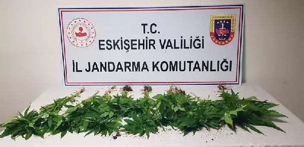 Başkasının bahçesine ektiği Hint kenevirlerini sularken yakalandı Başkasının bahçesine ektiği Hint kenevirlerini sularken yakalandı