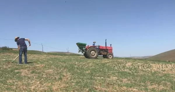 Bayburtlu çiftçilerin bayramda tarla mesaisi Bayburtlu çiftçilerin bayramda tarla mesaisi