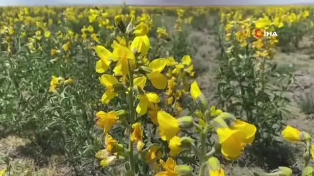 Bu çiçeği izinsiz koparmanın cezası 73 bin TL Bu çiçeği izinsiz koparmanın cezası 73 bin TL