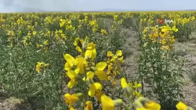 Bu çiçeği izinsiz koparmanın cezası 73 bin TL Bu çiçeği izinsiz koparmanın cezası 73 bin TL