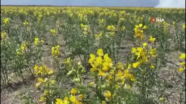 Bu çiçeği izinsiz koparmanın cezası 73 bin TL Bu çiçeği izinsiz koparmanın cezası 73 bin TL